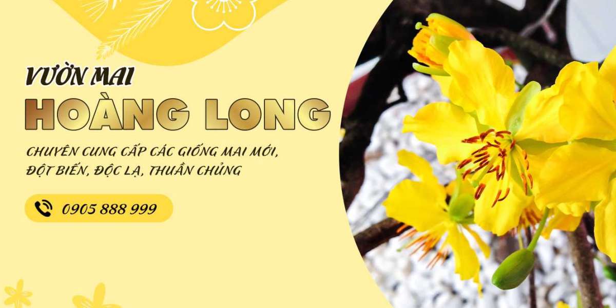 Cách Trồng Mai Mới Bứng – Xử Lý Cây Mai Mới Trồng Tỉ Lệ Sống 99%