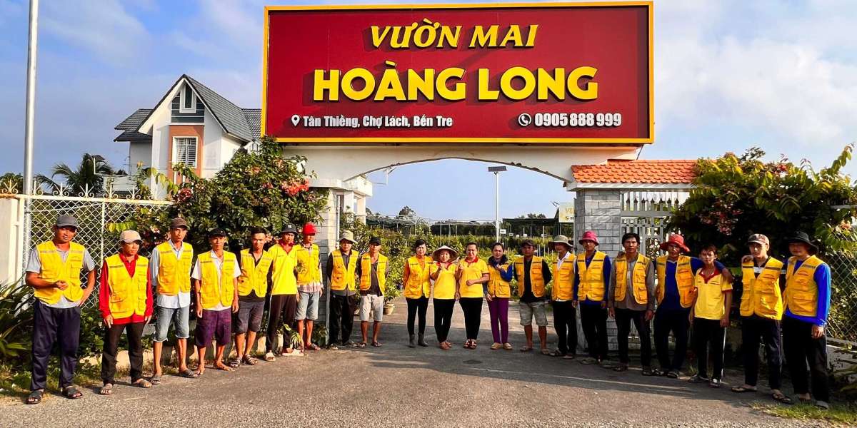 bí quyết chọn hoa mai đẹp, rộng rãi lộc đón Tết