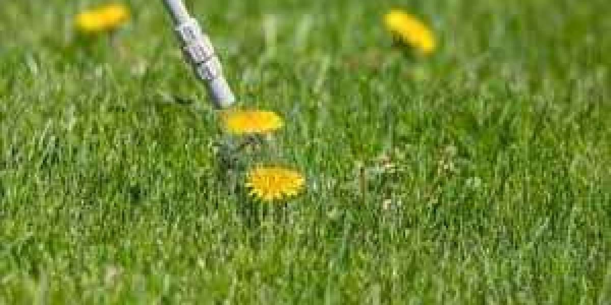 A Beginner’s Guide to Keeping Your Lawn Weed-Free